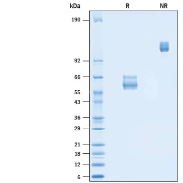 2 μg/lane of Recombinant Cynomolgus Monkey Fas/TNFRSF6/CD95 Fc Chimera (Catalog # 10755-FS) was resolved with SDS-PAGE under reducing (R) and non-reducing (NR) conditions and visualized by Coomassie® Blue staining, showing bands at 55-70 kDa and 110-140 kDa, respectively.