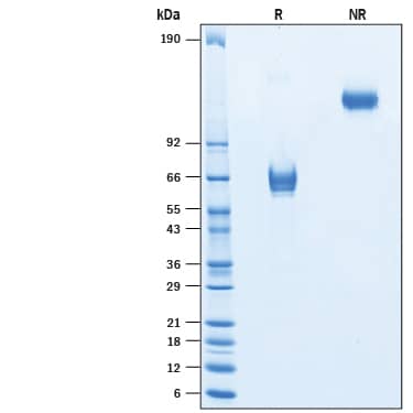 2 μg/lane of Recombinant Cynomolgus Monkey Lymphotoxin beta R/TNFRSF3 Fc Chimera (Catalog # 10759-LR) was resolved with SDS-PAGE under reducing (R) and non-reducing (NR) conditions and visualized by Coomassie® Blue staining, showing bands at 57-68 kDa and 114-136 kDa, respectively.