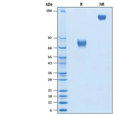2 μg/lane of Recombinant Cynomolgus Monkey Mesothelin (aa 417-693) Fc Chimera (Catalog # 10760-MS) was resolved with SDS-PAGE under reducing (R) and non-reducing (NR) conditions and visualized by Coomassie® Blue staining, showing bands at 65-85 kDa and 130-170 kDa, respectively.