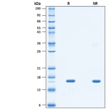 2 μg/lane of Recombinant Cynomolgus Monkey TNF-alpha (Catalog # 10765-TA) was resolved with SDS-PAGE under reducing (R) and non-reducing (NR) conditions and visualized by Coomassie® Blue staining, showing bands at 15-17 kDa.