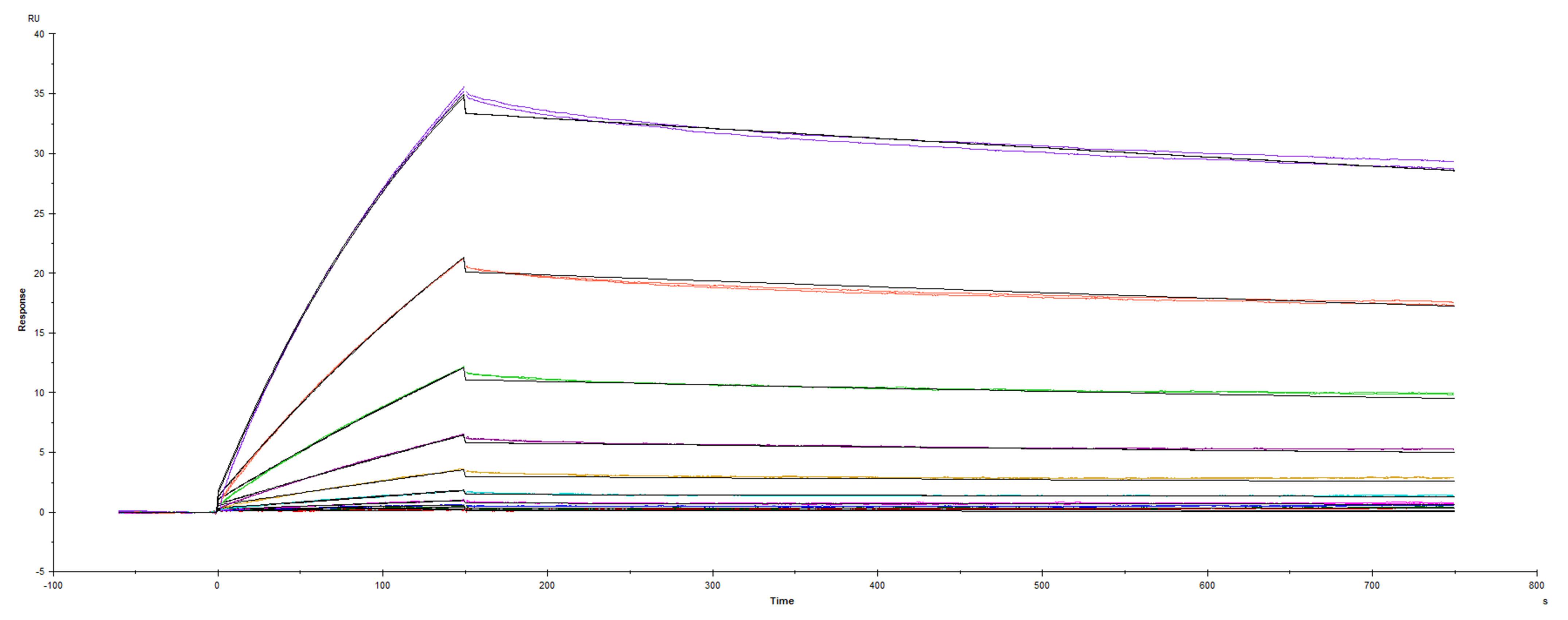 Recombinant SARS-CoV-2 Spike protein mutant S1subunit D614G Q677H His-tag was immobilized on a Biacore Sensor Chip CM5, and binding to recombinant human ACE-2 (933-ZN) was measured at a concentration range between 0.092 nM and 47.2 nM. The double-referenced sensorgram was fit to a 1:1 binding model to determine the binding kinetics and affinity, with an affinity constant of KD=2.129 nM.