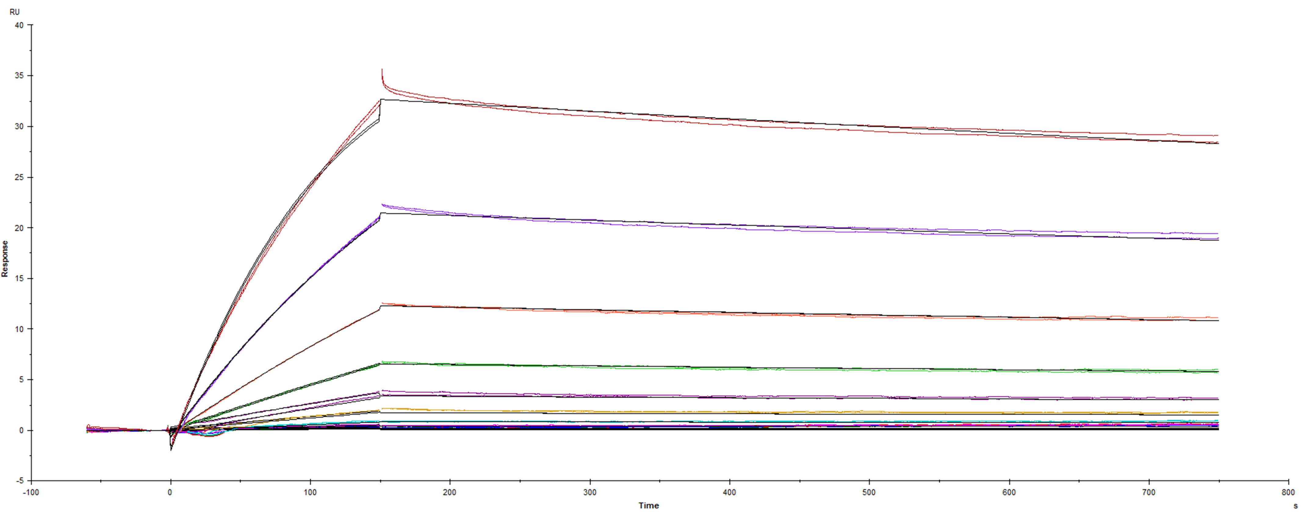 Recombinant SARS-CoV-2 CAL.20C variant Spike protein S1 subunit was immobilized on a Biacore Sensor Chip CM5, and binding to recombinant human ACE-2 (933-ZN) was measured at a concentration range between 0.046 nM and 47.2 nM. The double-referenced sensorgram was fit to a 1:1 binding model to determine the binding kinetics and affinity, with an affinity constant of KD=1.040 nM.
