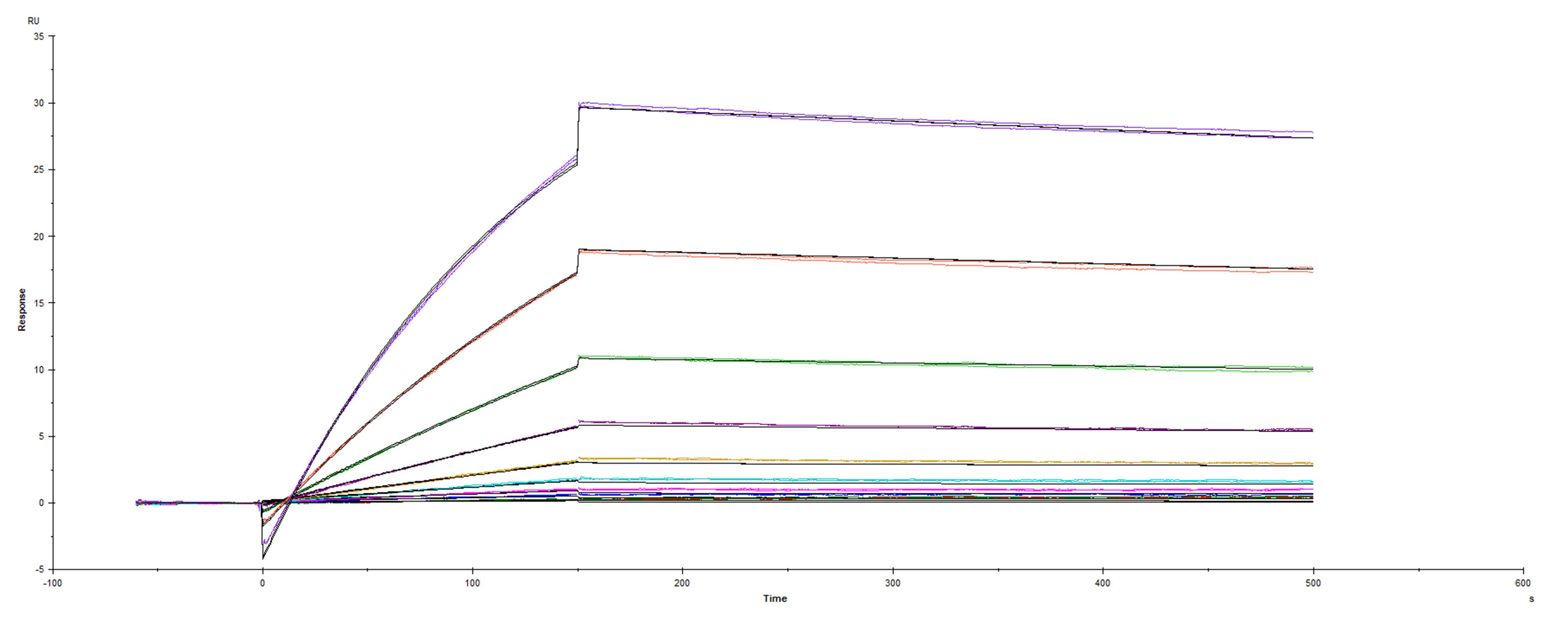 Recombinant SARS-CoV-2 20A.EU2 variant Spike protein S1 subunit S477N, D614G His-tag was immobilized on a Biacore Sensor Chip CM5, and binding to recombinant human ACE-2 (933-ZN) was measured at a concentration range between 0.092 nM and 47.2 nM. The double-referenced sensorgram was fit to a 1:1 binding model to determine the binding kinetics and affinity, with an affinity constant of KD=1.398 nM.