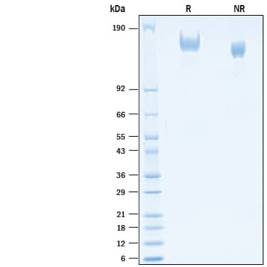 2 μg/lane of Recombinant SARS-CoV-2 L18F B.1.351 Spike GNC4-IZ Protein (Catalog # 10785-CV) was resolved with SDS-PAGE under reducing (R) and non-reducing (NR) conditions and visualized by Coomassie® Blue staining, showing bands at 148-168 kDa.