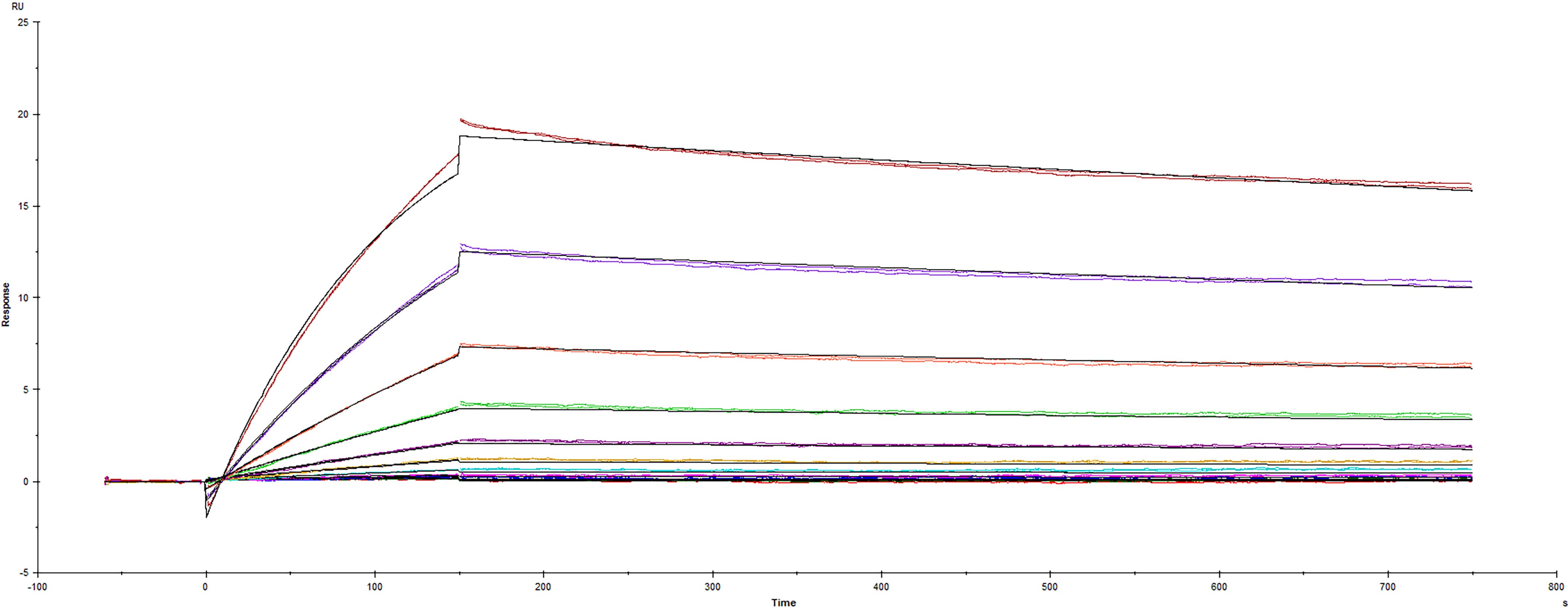 Recombinant SARS-CoV-2 B.1.351 Beta variant Spike protein mutant (+L18F) His-tag (Catalog # 10785-CV) was immobilized on a Biacore Sensor Chip CM5, and binding to recombinant human ACE-2 (933-ZN) was measured at a concentration range between 0.046 nM and 47.2 nM. The double-referenced sensorgram was fit to a 1:1 binding model to determine the binding kinetics and affinity, with an affinity constant of KD=1.465 nM.