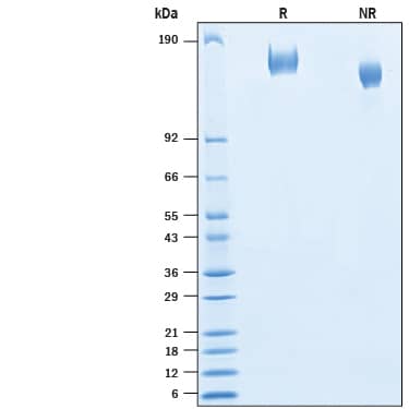 2 μg/lane of Recombinant SARS-CoV-2 B.1.351 Spike GCN4-IZ His-tag (Catalog # 10786-CV) was resolved with SDS-PAGE under reducing (R) and non-reducing (NR) conditions and visualized by Coomassie® Blue staining, showing bands at 145-168 kDa.