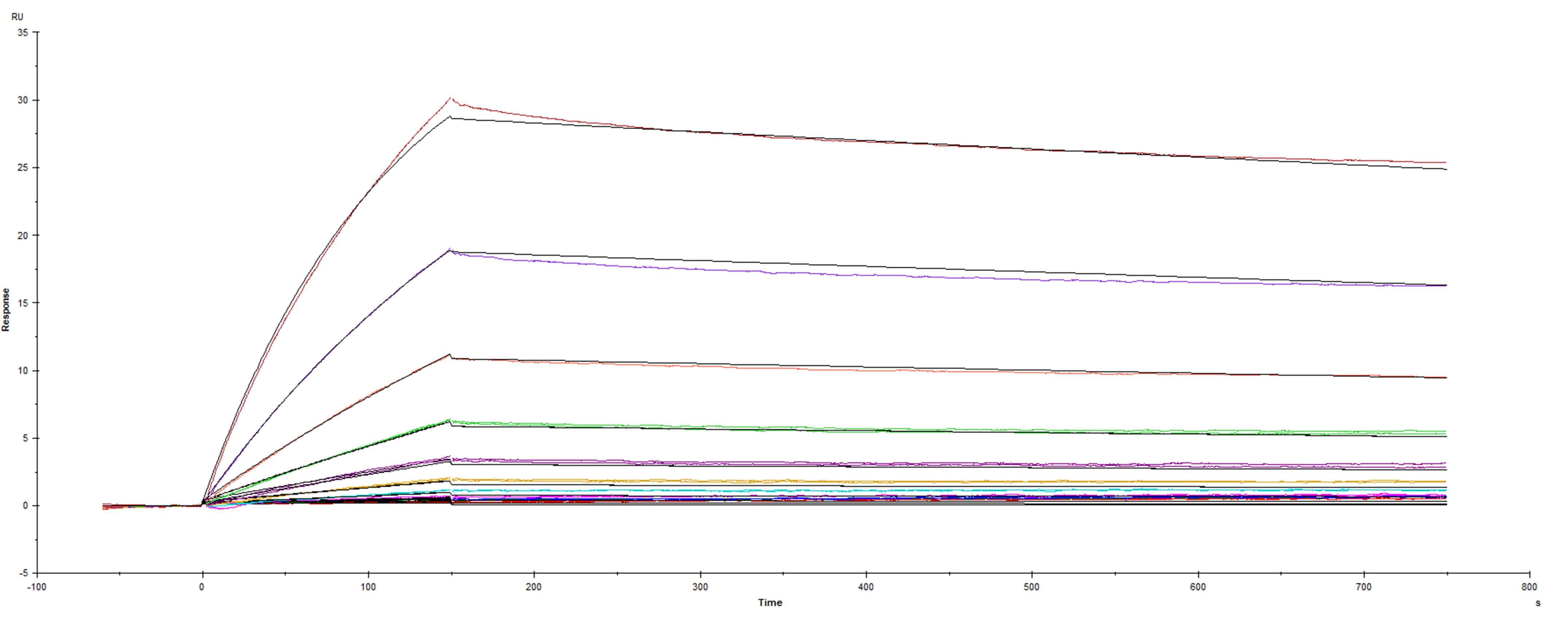 Recombinant SARS-CoV-2-B.1.351 South Africa variant Spike protein was immobilized on a Biacore Sensor Chip CM5, and binding to recombinant human ACE-2 (933-ZN) was measured at a concentration range between 0.046 nM and 47.2 nM. The double-referenced sensorgram was fit to a 1:1 binding model to determine the binding kinetics and affinity, with an affinity constant of KD=1.272 nM.