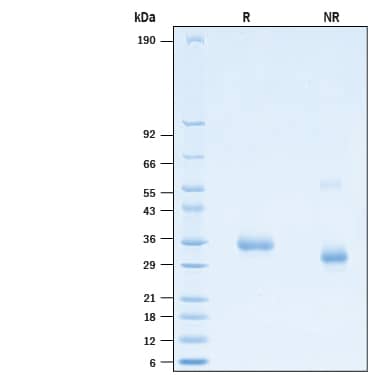 2 μg/lane of Recombinant SARS-CoV-2 F486I Spike RBD His-tag (Catalog # 10790-CV) was resolved with SDS-PAGE under reducing (R) and non-reducing (NR) conditions and visualized by Coomassie® Blue staining, showing bands at 31-38 kDa.