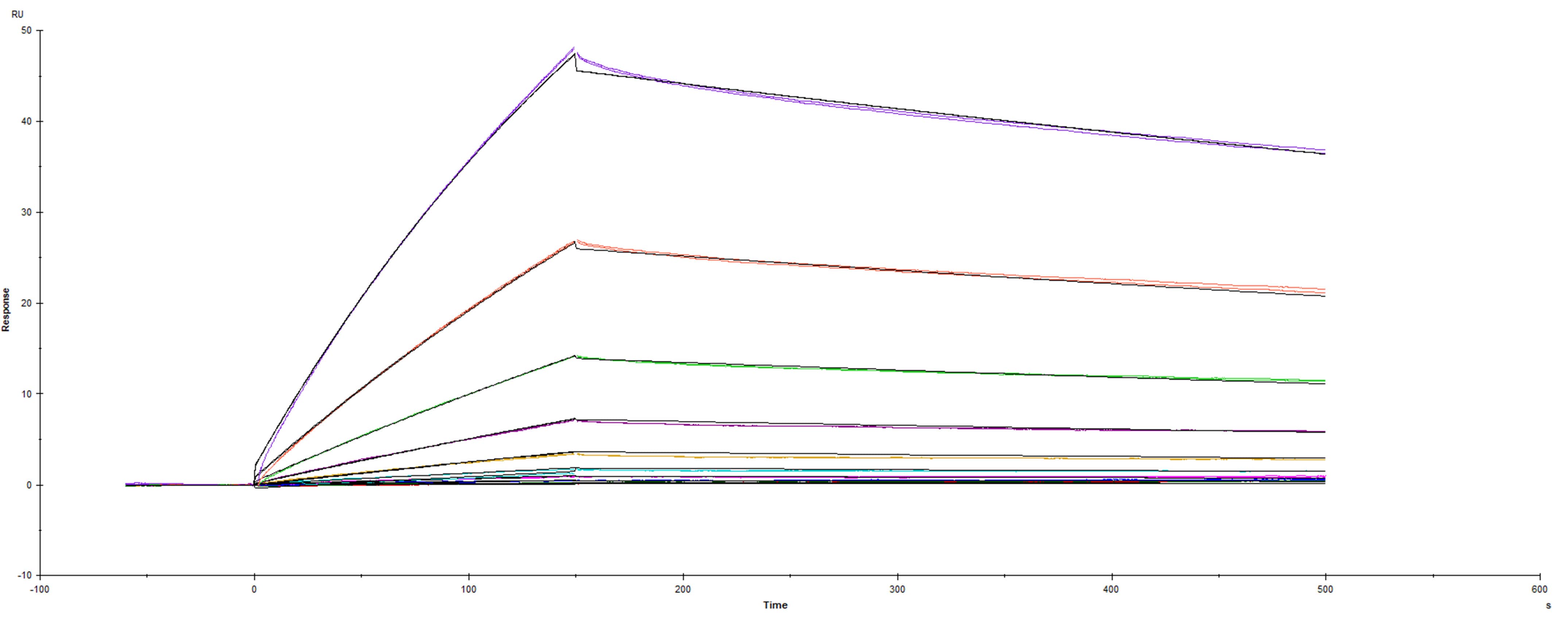 Recombinant SARS-CoV-2 Spike RBD protein mutant F486I His-tag was immobilized on a Biacore Sensor Chip CM5, and binding to recombinant human ACE-2 (933-ZN) was measured at a concentration range between 0.092 nM and 47.2 nM. The double-referenced sensorgram was fit to a 1:1 binding model to determine the binding kinetics and affinity, with an affinity constant of KD= 7.806 nM.