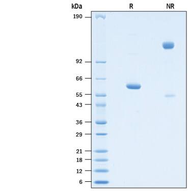 2 μg/lane of Recombinant SARS-CoV-2 Y454F Spike RBD Fc Chimera (Catalog # 10792-CV) was resolved with SDS-PAGE under reducing (R) and non-reducing (NR) conditions and visualized by Coomassie® Blue staining, showing bands at 57-64 kDa and 114-128 kDa, respectively.