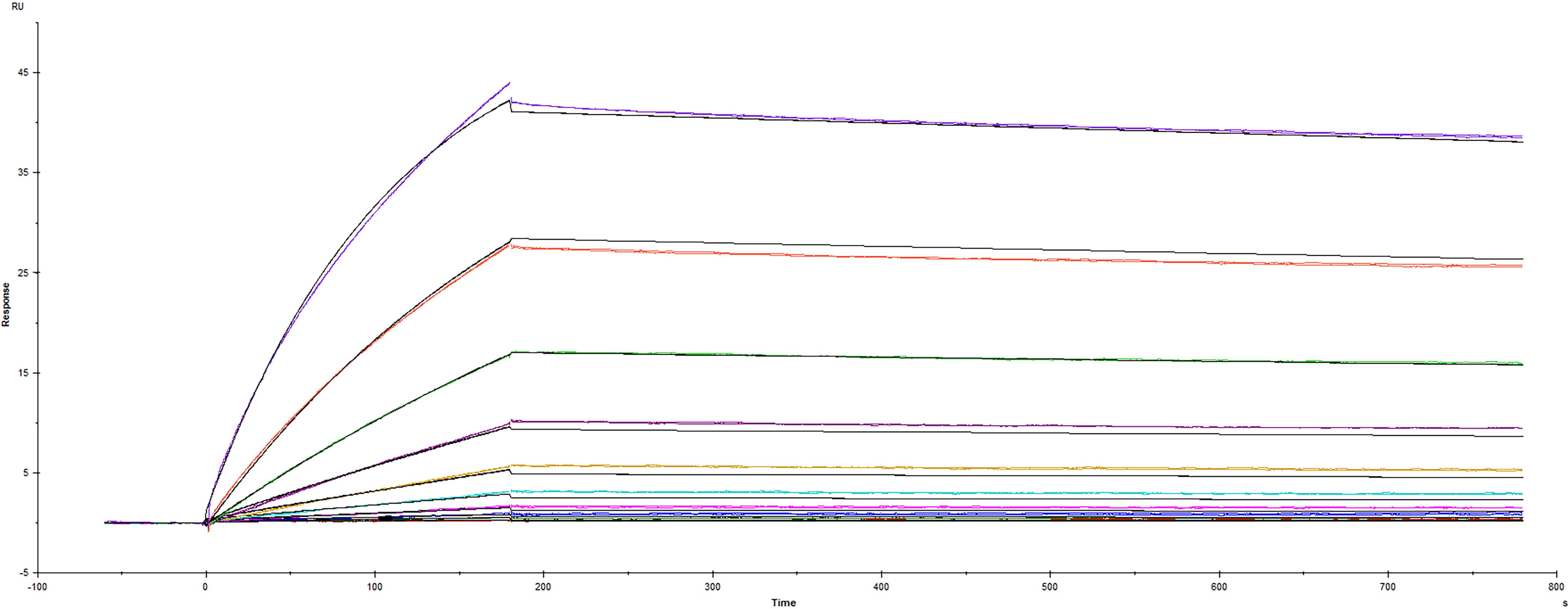 Recombinant SARS-CoV-2 Spike RBD protein Y453F mutant Fc-tag (Catalog # 10792-CV) was immobilized on a Biacore Sensor Chip CM5, and binding to recombinant human ACE-2 (933-ZN) was measured at a concentration range between 0.184 nM and 94.3 nM. The double-referenced sensorgram was fit to a 1:1 binding model to determine the binding kinetics and affinity, with an affinity constant of KD=1.33 nM.