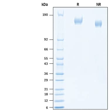 2 μg/lane of Recombinant SARS-CoV-2 B.1.1.7 Spike GCN4-IZ His-tag (Catalog # 10796-CV) was resolved with SDS-PAGE under reducing (R) and non-reducing (NR) conditions and visualized by Coomassie® Blue staining, showing bands at 140-170 kDa.