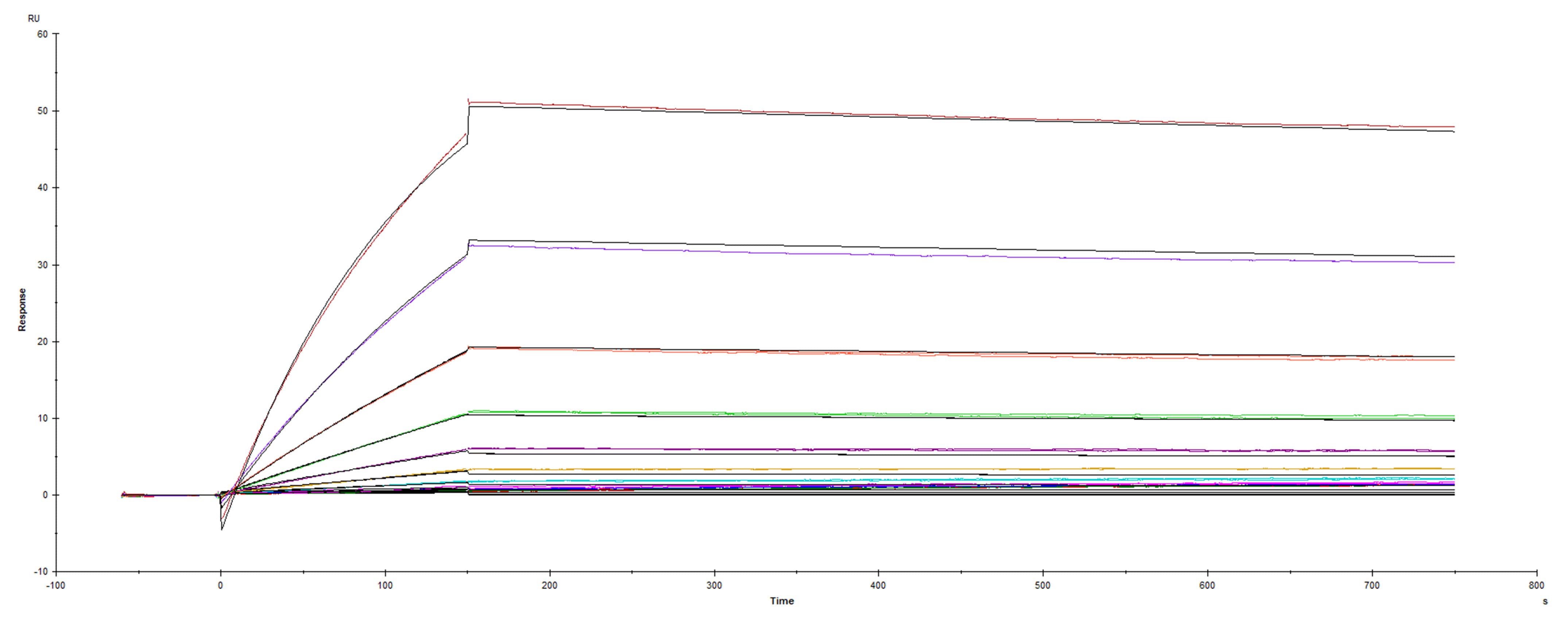 Recombinant SARS-CoV-2 B.1.1.7 (UK Variant) Spike protein (GCN4-IZ) His-tag was immobilized on a Biacore Sensor Chip CM5, and binding to recombinant human ACE-2 (933-ZN) was measured at a concentration range between 0.046 nM and 47.2 nM. The double-referenced sensorgram was fit to a 1:1 binding model to determine the binding kinetics and affinity, with an affinity constant of KD=0.6131 nM.