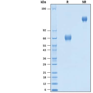 SDS-Page EMMPRIN/CD147 [Unconjugated]