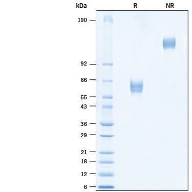 SDS-Page MFAP3L [Unconjugated]