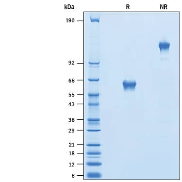 2 μg/lane of Recombinant Human MFAP3 Fc Chimera (Catalog # 10800-MF) was resolved with SDS-PAGE under reducing (R) and non-reducing (NR) conditions and visualized by Coomassie® Blue staining, showing bands at 57-67 kDa and 114-134 kDa, respectively.