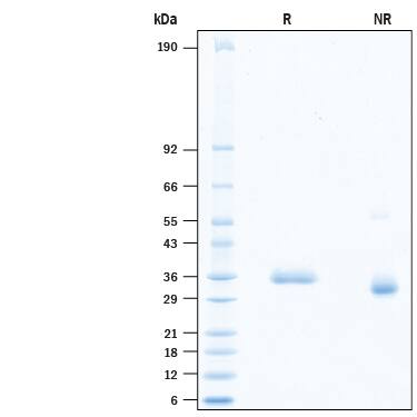 2 μg/lane of Recombinant SARS-CoV-2 G446I Spike RBD His-tag (Catalog # 10810-CV) was resolved with SDS-PAGE under reducing (R) and non-reducing (NR) conditions and visualized by Coomassie® Blue staining, showing bands at 32-38 kDa.