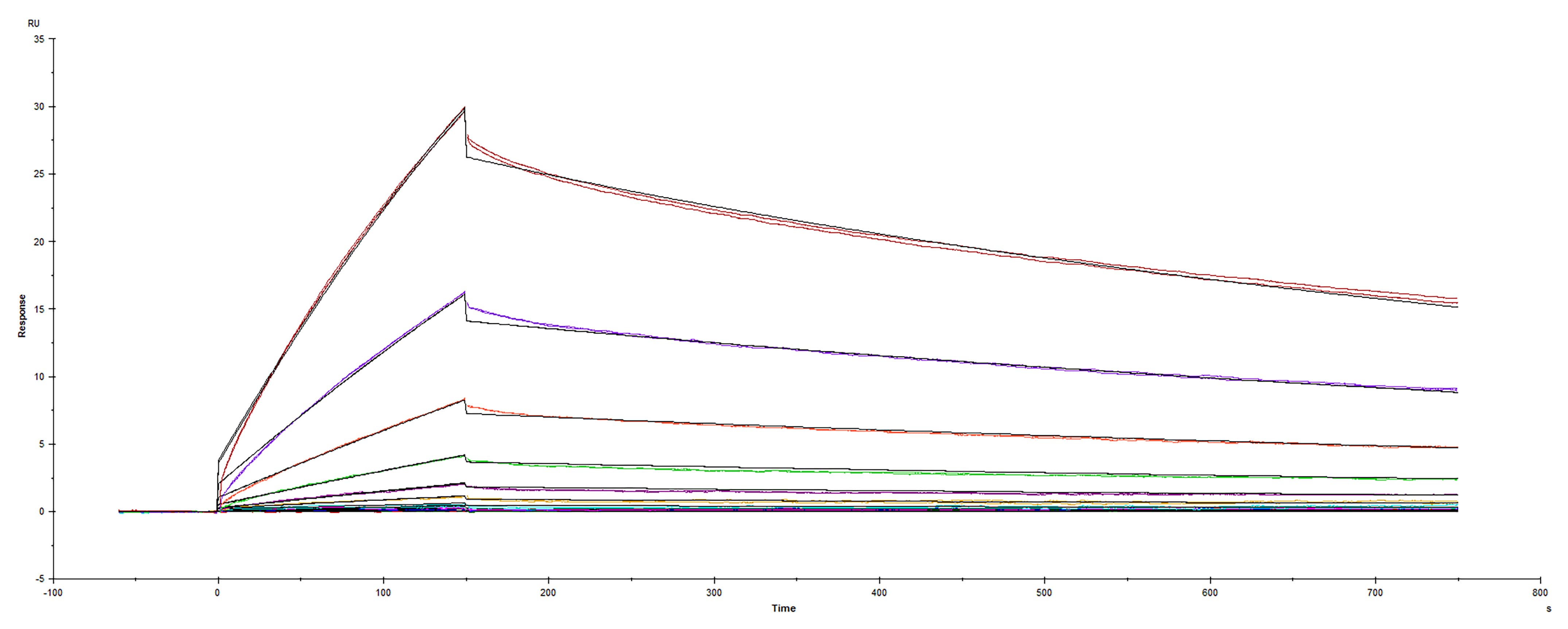 Recombinant SARS-CoV-2 Spike RBD protein F486V His-tag was immobilized on a Biacore Sensor Chip CM5, and binding to recombinant human ACE-2 (933-ZN) was measured at a concentration range between 0.046 nM and 47.2 nM. The double-referenced sensorgram was fit to a 1:1 binding model to determine the binding kinetics and affinity, with an affinity constant of KD= 7.62 nM.