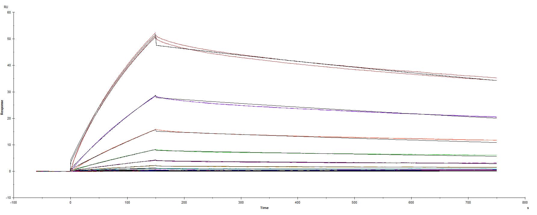 Recombinant SARS-CoV-2 Spike RBD protein A475V His-tag was immobilized on a Biacore Sensor Chip CM5, and binding to recombinant human ACE-2 (933-ZN) was measured at a concentration range between 0.046 nM and 47.2 nM. The double-referenced sensorgram was fit to a 1:1 binding model to determine the binding kinetics and affinity, with an affinity constant of KD= 5.52 nM.