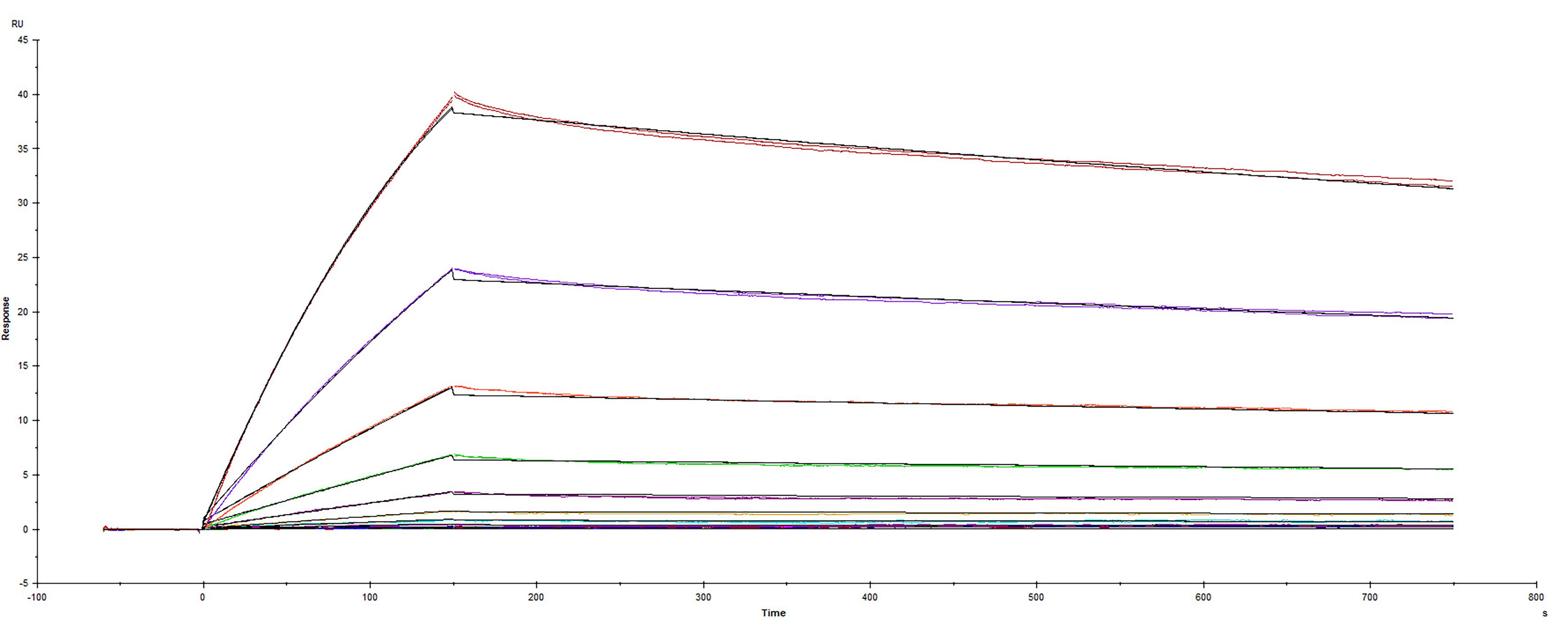 Recombinant SARS-CoV-2 Spike RBD protein F490S His-tag was immobilized on a Biacore Sensor Chip CM5, and binding to recombinant human ACE-2 (933-ZN) was measured at a concentration range between 0.046 nM and 47.2 nM. The double-referenced sensorgram was fit to a 1:1 binding model to determine the binding kinetics and affinity, with an affinity constant of KD= 1.52 nM.