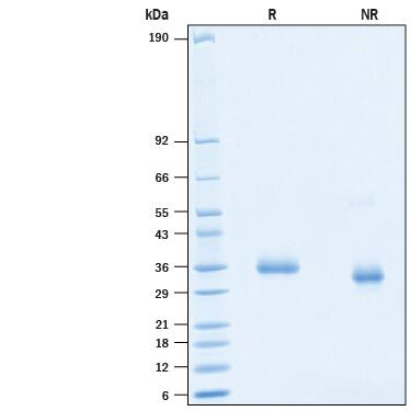 2 μg/lane of Recombinant SARS-CoV-2 V445A Spike RBD His-tag Protein (Catalog # 10819-CV) was resolved with SDS-PAGE under reducing (R) and non-reducing (NR) conditions and visualized by Coomassie® Blue staining, showing bands at 33-39 kDa.