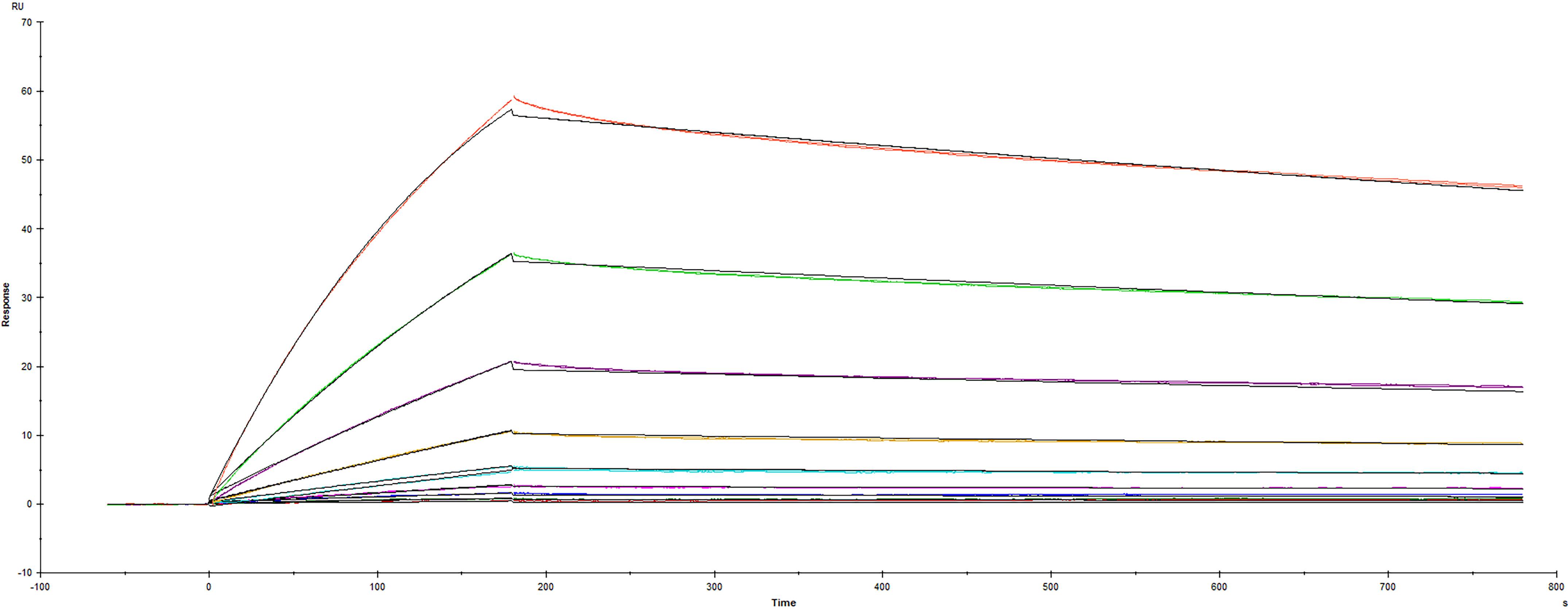 Recombinant SARS-CoV-2 Spike RBD protein V445A mutant His-tag (Catalog # 10819-CV) was immobilized on a Biacore Sensor Chip CM5, and binding to recombinant human ACE-2 (933-ZN) was measured at a concentration range between 0.184 nM and 47.2 nM. The double-referenced sensorgram was fit to a 1:1 binding model to determine the binding kinetics and affinity, with an affinity constant of KD=2.03 nM.