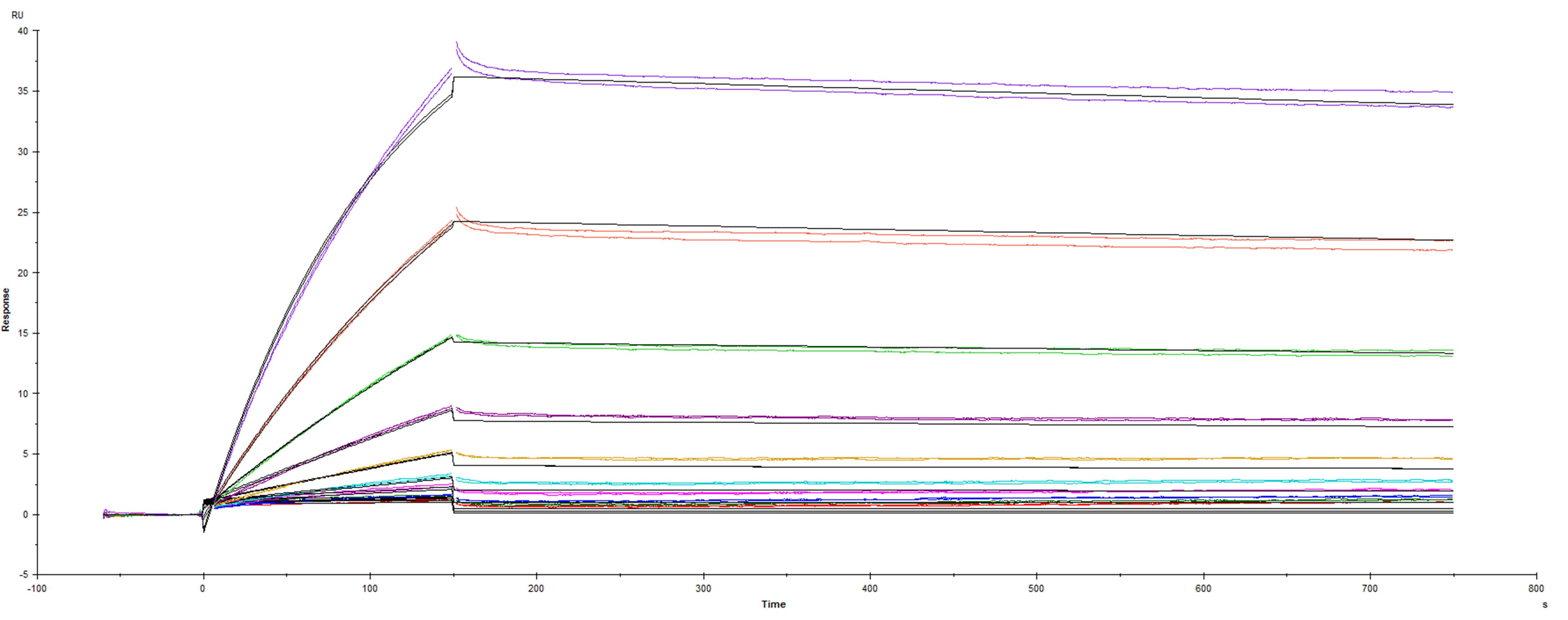 Recombinant SARS-CoV-2 B.1.1.7 UK variant Spike protein with the E484K mutation was immobilized on a Biacore Sensor Chip CM5, and binding to recombinant human ACE-2 (933-ZN) was measured at a concentration range between 0.046 nM and 23.6 nM. The double-referenced sensorgram was fit to a 1:1 binding model to determine the binding kinetics and affinity, with an affinity constant of KD=0.2762 nM.