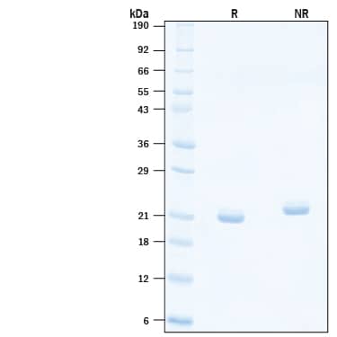 SDS-Page IL-11 [Unconjugated]
