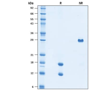2 µg/lane of Recombinant Mouse PDGF-AB (Catalog # 10839-AB) was resolved by SDS-PAGE under reducing (R) and non-reducing (NR) conditions and visualized by Coomassie® Blue staining, showing bands at 17.5 kDa (A chain) & 12.5 kDa (B chain) and 29 kDa (heterodimer), respectively.