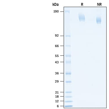 2 μg/lane of Recombinant SARS-CoV-2 A.27 Spike (GCN4-IZ) His-tag Protein (Catalog # 10845-CV) was resolved with SDS-PAGE under reducing (R) and non-reducing (NR) conditions and visualized by Coomassie® Blue staining, showing bands at 136-167 kDa.
