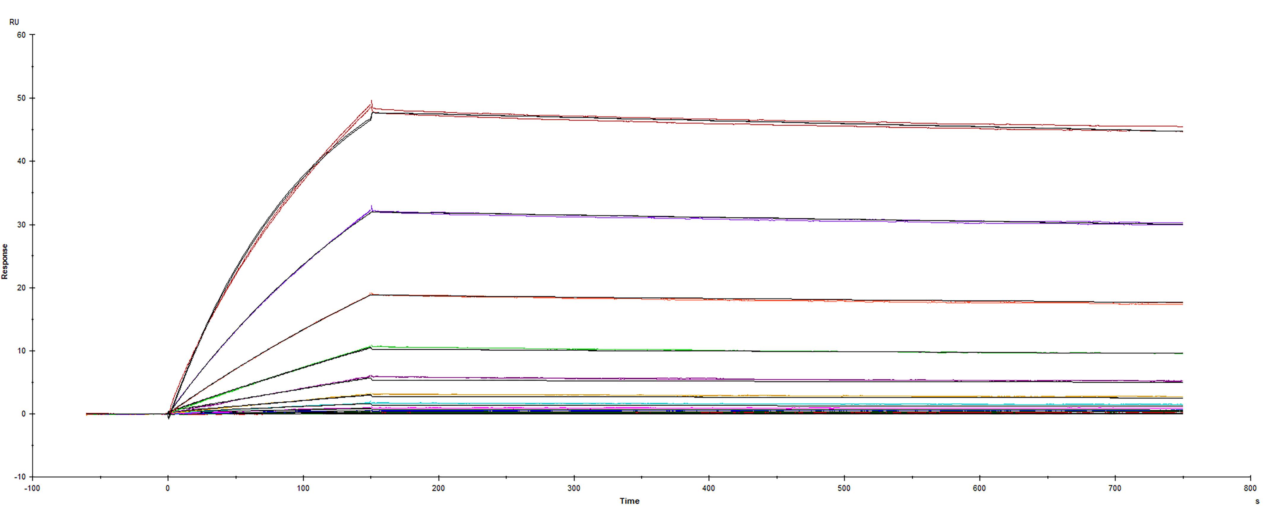Recombinant SARS-CoV-2 A.27 Spike protein was immobilized on a Biacore Sensor Chip CM5, and binding to recombinant human ACE-2 (933-ZN) was measured at a concentration range between 0.046 nM and 47.2 nM. The double-referenced sensorgram was fit to a 1:1 binding model to determine the binding kinetics and affinity, with an affinity constant of Kd=0.5268 nM.