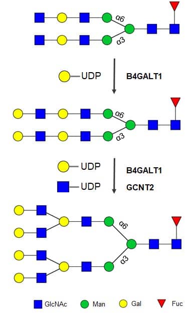 GCNT2 (Catalog # 10847-GT) recognizes polylactosamine structure and can tolerate core-6 fucose and its Cy5 derivatives.