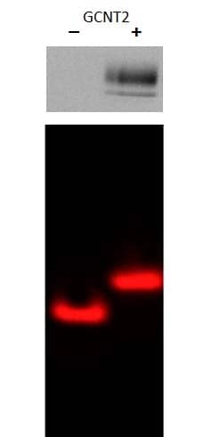 Lane 1 contained substrate glycan extended G2 (GL303). In the presence of rhGCNT2, the glycan was modified, and a mobility shift was observed.