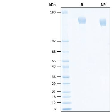 2 μg/lane of Recombinant SARS-CoV-2 CAL.20C Spike (GCN4-IZ) His-tag (Catalog # 10849-CV) was resolved with SDS-PAGE under reducing (R) and non-reducing (NR) conditions and visualized by Coomassie® Blue staining, showing bands at 145-165 kDa.