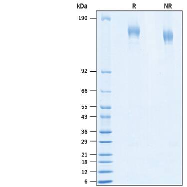 2 μg/lane of Recombinant SARS-CoV-2 D614G Spike (GCN4-IZ) His-tag Protein (Catalog # 10853-CV) was resolved with SDS-PAGE under reducing (R) and non-reducing (NR) conditions and visualized by Coomassie® Blue staining, showing bands at 140-170 kDa.