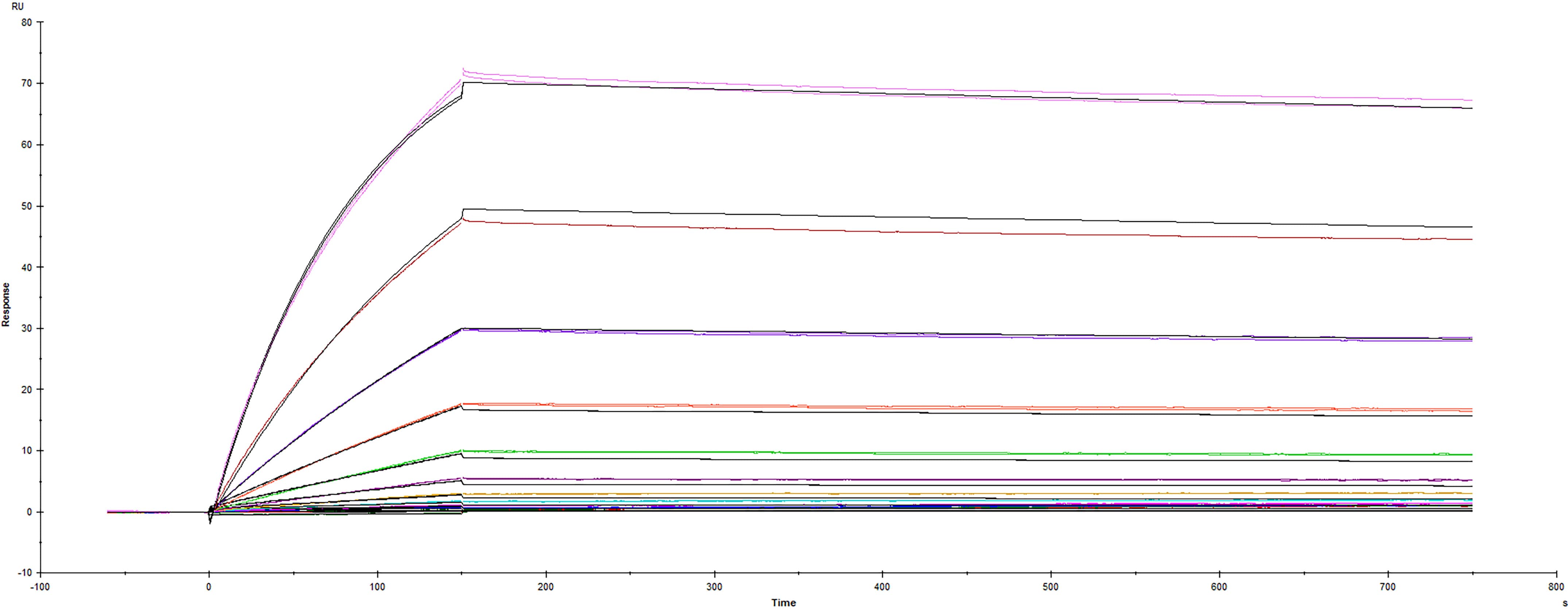 Recombinant SARS-CoV-2 B.1.1.7 Alpha variant with S494P Spike protein His-tag (Catalog #10854-CV) was immobilized on a Biacore Sensor Chip CM5, and binding to recombinant human ACE-2 (933-ZN) was measured at a concentration range between 0.046 nM and 94.3 nM. The double-referenced sensorgram was fit to a 1:1 binding model to determine the binding kinetics and affinity, with an affinity constant of KD=0.832 nM.