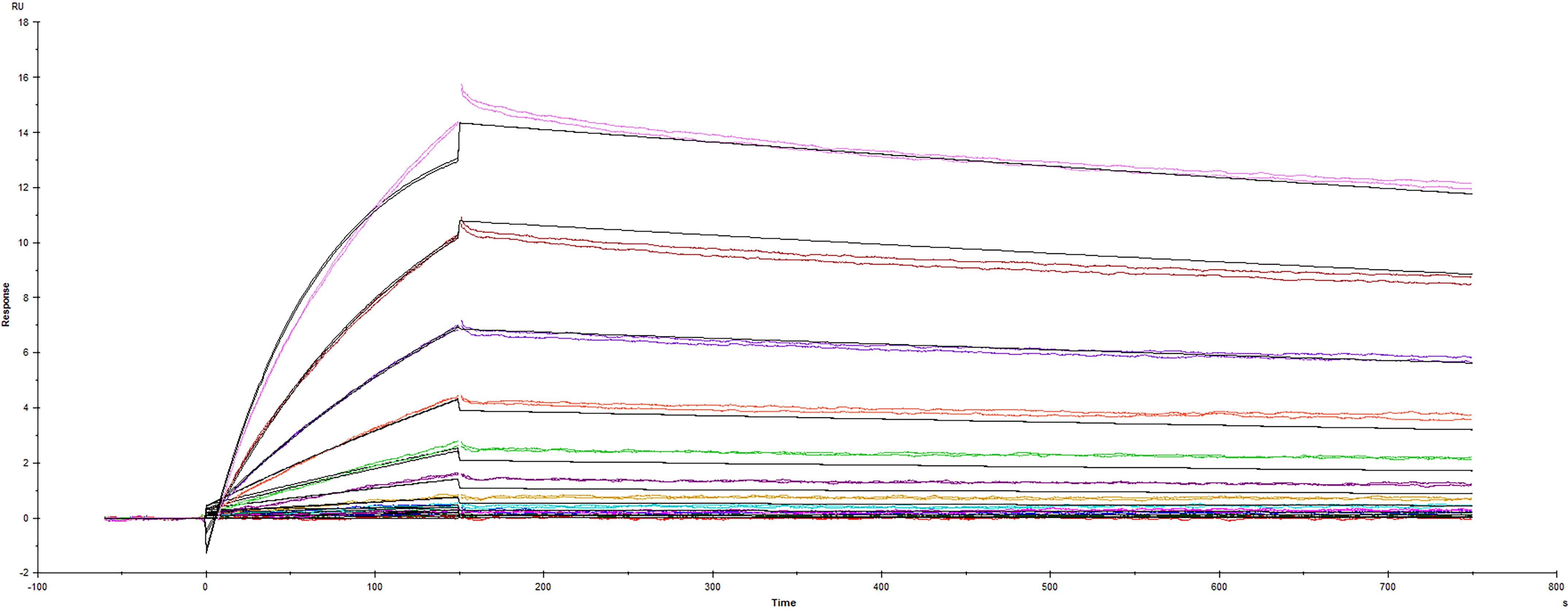 Recombinant SARS-CoV-2 P.3 variant Spike protein His-tag (Catalog #10855-CV) was immobilized on a Biacore Sensor Chip CM5, and binding to recombinant human ACE-2 (933-ZN) was measured at a concentration range between 0.046 nM and 94.3 nM. The double-referenced sensorgram was fit to a 1:1 binding model to determine the binding kinetics and affinity, with an affinity constant of KD=2.07 nM.