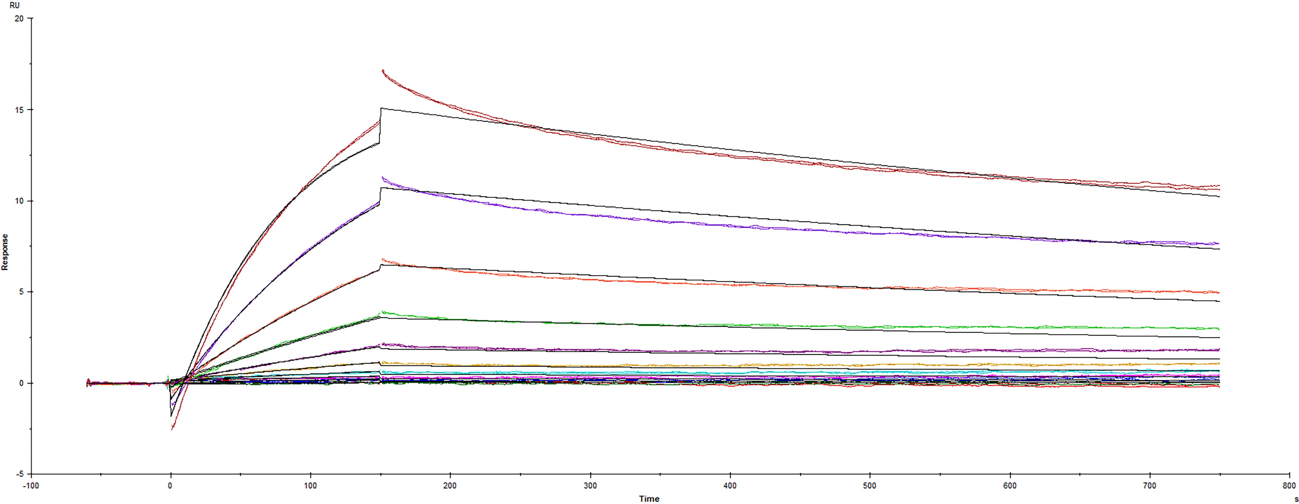 Recombinant SARS-CoV-2 A.23.1 variant with E484K Spike protein His-tag (Catalog #10860-CV) was immobilized on a Biacore Sensor Chip CM5, and binding to recombinant human ACE-2 (933-ZN) was measured at a concentration range between 0.046 nM and 47.2 nM. The double-referenced sensorgram was fit to a 1:1 binding model to determine the binding kinetics and affinity, with an affinity constant of KD=2.29 nM.