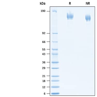 2 μg/lane of Recombinant SARS-CoV-2 B.1.617.1 Spike (GCN4-IZ) His-tag Protein (Catalog # 10861-CV) was resolved with SDS-PAGE under reducing (R) and non-reducing (NR) conditions and visualized by Coomassie® Blue staining, showing bands at 139-167 kDa.
