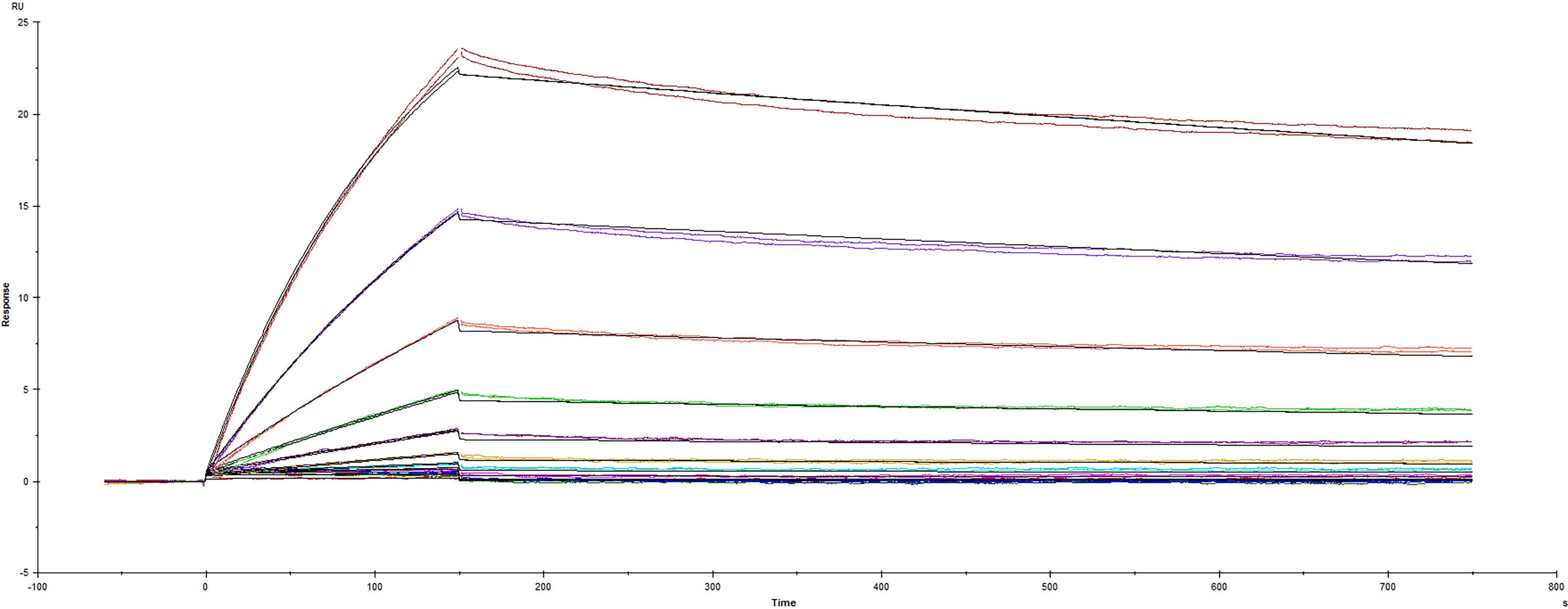 Recombinant SARS-CoV-2 B.1.617.1 Kappa variant Spike protein His-tag (Catalog #10861-CV) was immobilized on a Biacore Sensor Chip CM5, and binding to recombinant human ACE-2 (933-ZN) was measured at a concentration range between 0.046 nM and 47.2 nM. The double-referenced sensorgram was fit to a 1:1 binding model to determine the binding kinetics and affinity, with an affinity constant of KD=1.819 nM.