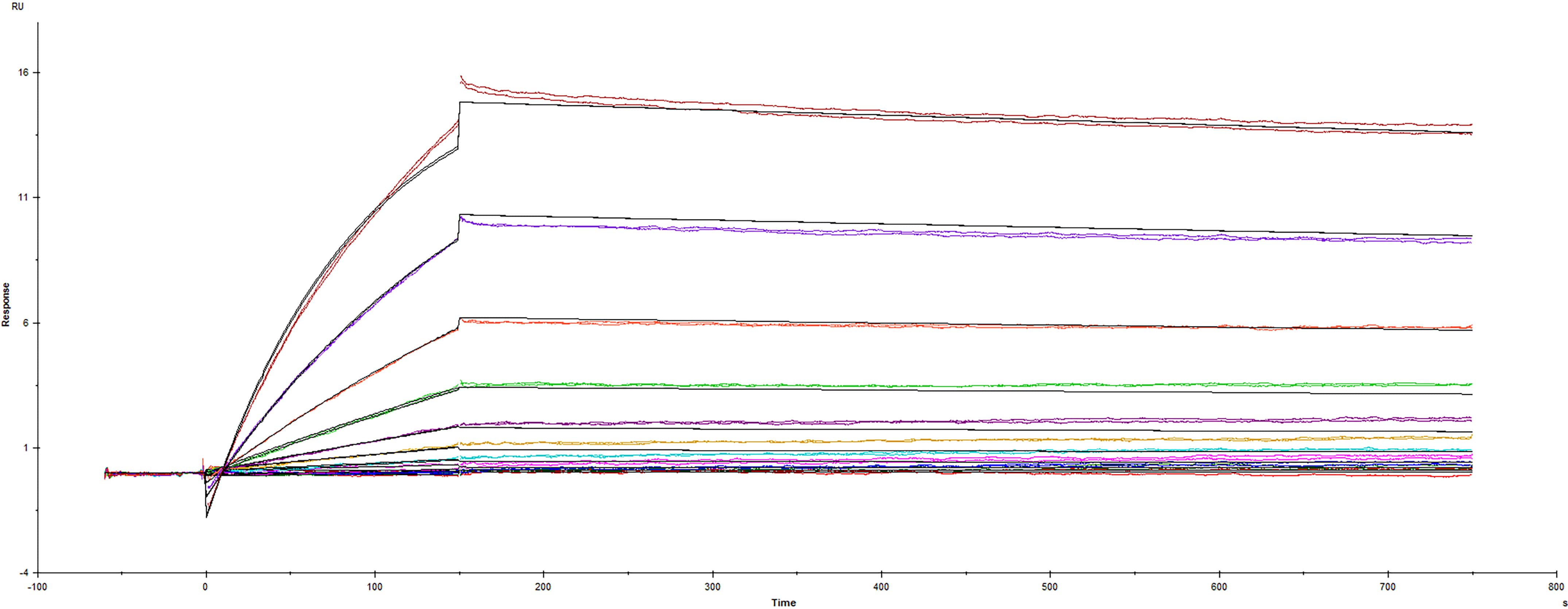 Recombinant SARS-CoV-2 Spike protein B.1.324.1 variant E484K His-tag (Catalog #10873-CV) was immobilized on a Biacore Sensor Chip CM5, and binding to recombinant human ACE-2 (<a class=