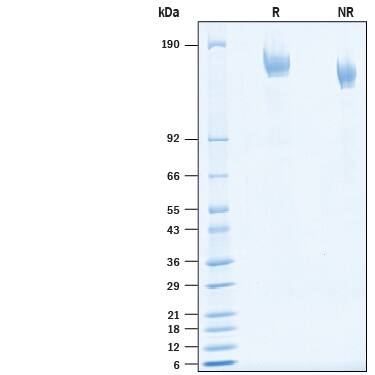 SDS-Page SARS-CoV-2 Spike [Unconjugated]