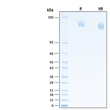 2 μg/lane of Recombinant SARS-CoV-2 B.1.1.519 Spike (GCN4-IZ) His-tag Protein (Catalog # 10883-CV) was resolved with SDS-PAGE under reducing (R) and non-reducing (NR) conditions and visualized by Coomassie® Blue staining, showing bands at 150-170 kDa.