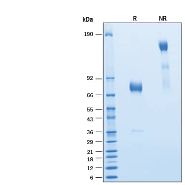2 μg/lane of Recombinant Cynomolgus Monkey/Rhesus Macaque Siglec‑3/CD33 Fc Chimera Protein (Catalog # 10885-SL) was resolved with SDS-PAGE under reducing (R) and non-reducing (NR) conditions and visualized by Coomassie® Blue staining, showing bands at 68-79 kDa and 140-160 kDa, respectively.