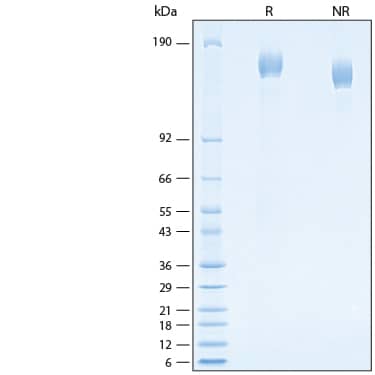 2 μg/lane of Recombinant SARS-CoV-2 AV.1 Spike (GCN4-IZ) His-tag Protein (Catalog # 10896-CV) was resolved with SDS-PAGE under reducing (R) and non-reducing (NR) conditions and visualized by Coomassie® Blue staining, showing bands at 150-172 kDa.