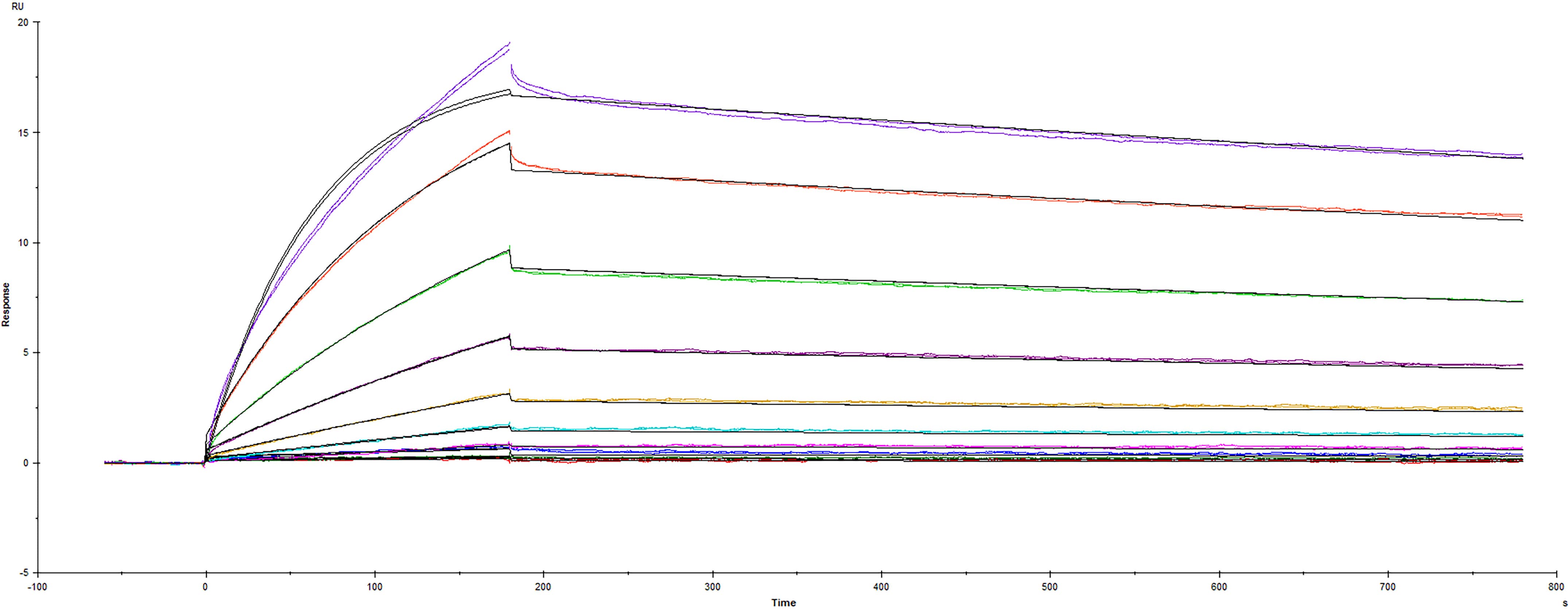 Recombinant SARS-CoV-2 B.1.621 variant Spike RBD protein His-tag (Catalog #10897-CV) was immobilized on a Biacore Sensor Chip CM5, and binding to recombinant human ACE-2 (933-ZN) was measured at a concentration range between 0.184 nM and 94.3 nM. The double-referenced sensorgram was fit to a 1:1 binding model to determine the binding kinetics and affinity, with an affinity constant of KD=1.92 nM.