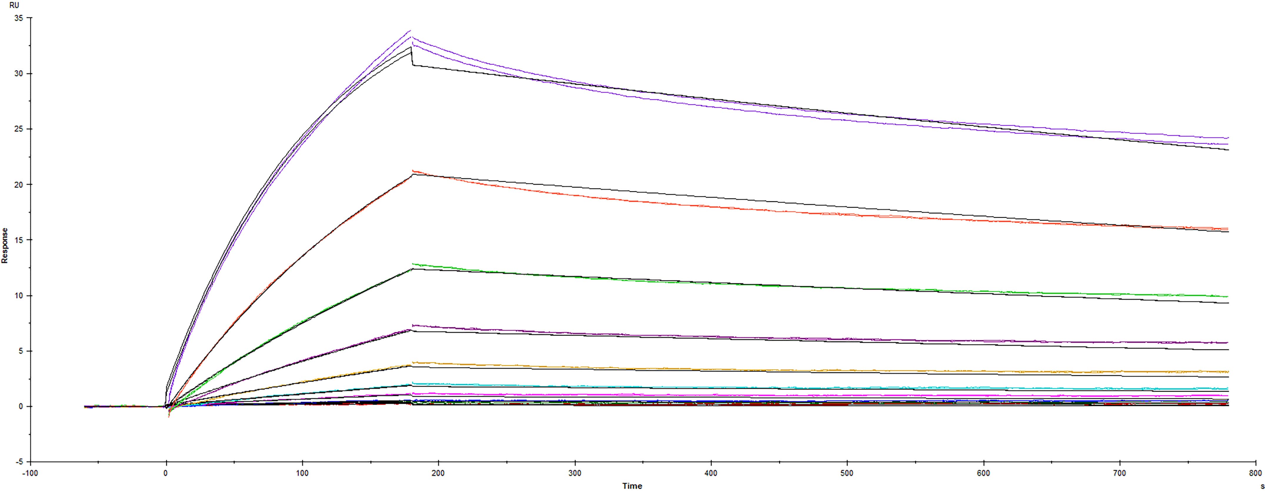 Recombinant SARS-CoV-2 Delta variant Spike RBD protein Fc-tag (Catalog #10901-CV) was immobilized on a Biacore Sensor Chip CM5, and binding to recombinant human ACE-2 (933-ZN) was measured at a concentration range between 0.184 nM and 94.3 nM. The double-referenced sensorgram was fit to a 1:1 binding model to determine the binding kinetics and affinity, with an affinity constant of KD=5.25 nM.