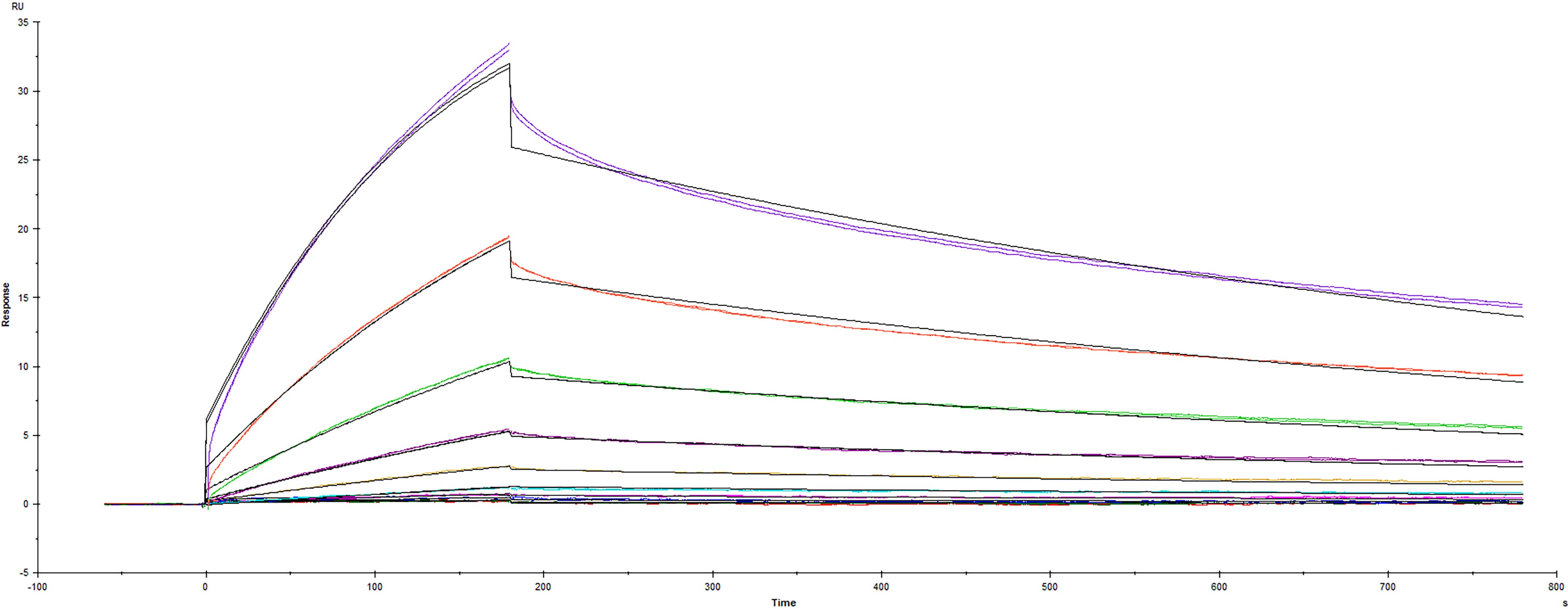 Recombinant SARS-CoV-2 AY.1/AY.2 variant Spike RBD protein His-tag (Catalog #10905-CV) was immobilized on a Biacore Sensor Chip CM5, and binding to recombinant human ACE-2 (933-ZN) was measured at a concentration range between 0.184 nM and 94.3 nM. The double-referenced sensorgram was fit to a 1:1 binding model to determine the binding kinetics and affinity, with an affinity constant of KD=13.8 nM.