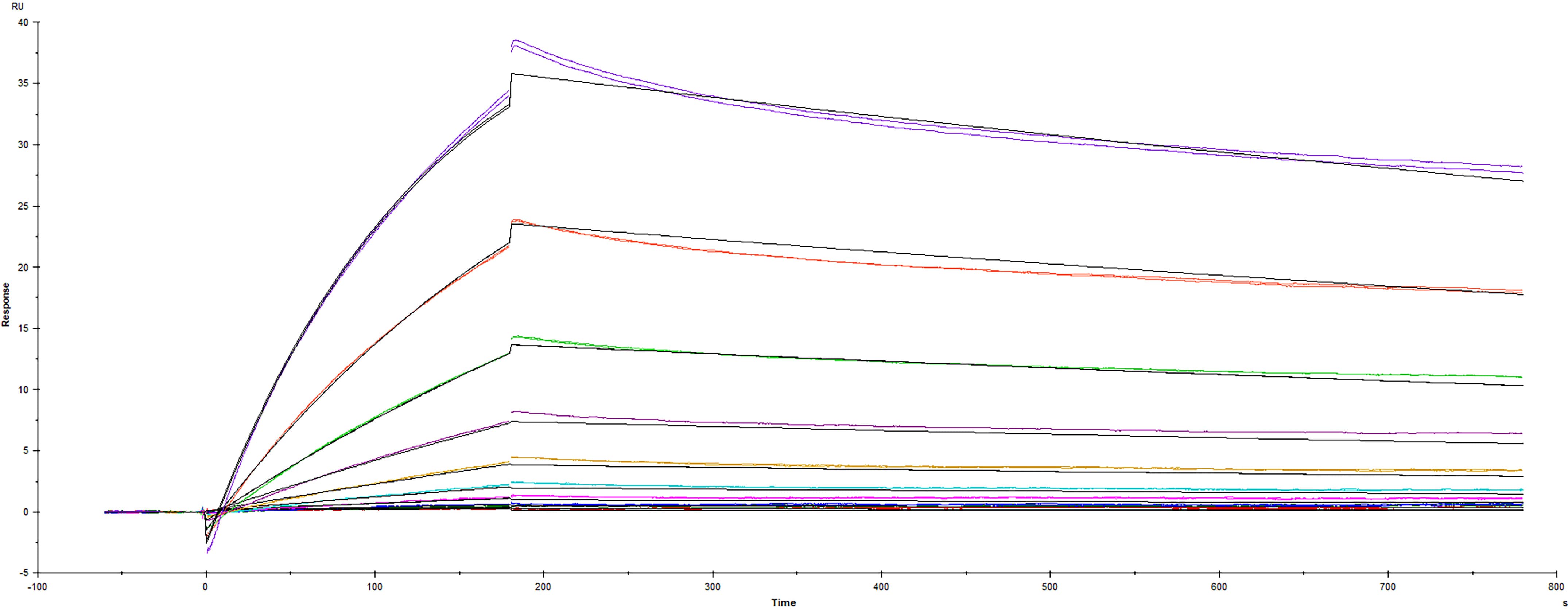 Recombinant SARS-CoV-2 B.1.617.1 Kappa variant Spike RBD protein Fc-tag (Catalog #10906-CV) was immobilized on a Biacore Sensor Chip CM5, and binding to recombinant human ACE-2 (933-ZN) was measured at a concentration range between 0.184 nM and 94.3 nM. The double-referenced sensorgram was fit to a 1:1 binding model to determine the binding kinetics and affinity, with an affinity constant of KD=6.01 nM.