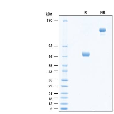2 μg/lane of Recombinant Human CD38 Fc Chimera Protein (Catalog # 10920-AC) was resolved with SDS-PAGE under reducing (R) and non-reducing (NR) conditions and visualized by Coomassie® Blue staining, showing bands at 67-74 kDa and 130-150 kDa, respectively.